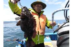 茨城県・日立沖のムラソイ、シーズン開幕から絶好釣！