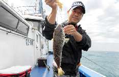 大原沖のショウサイフグ、今期絶好調！中・大型が揃う！！
