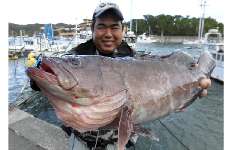 静岡県・南伊豆沖のマハタ釣り、イワシの泳がせで好調！！
