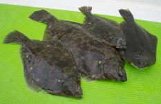 東京湾・“江戸前”のマコガレイ、産卵後の荒食いスタート！！