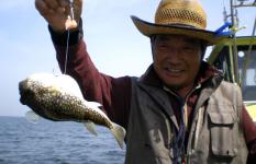 東京湾のショウサイフグ、白子のシーズン！