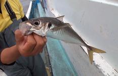 のんびりと船釣りを満喫！千葉県・内房保田沖のアジ