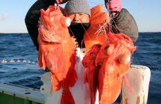 ベストシーズンに突入、千葉県・銚子沖のメヌケ釣り