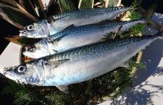 千葉県・外房、川津沖の特大“寒サバ”＆スルメイカのシーズン到来！
