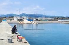 北海道・長万部の大中漁港に“ニシン襲来”