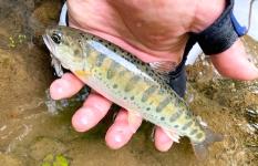 秋田県・雄物川水系、旭川のヤマメ釣り