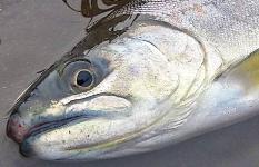 長野県・茅野市、増水の上川本流で良型アマゴを狙う！