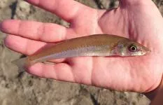 青森県・つがる市車力、日本海サーフでシロギスの投げ釣り！
