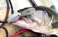 金属リップのクランクがなぜ釣れるのか？　榛名湖で考えてみた。