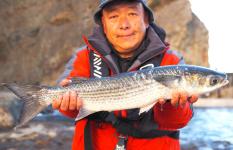 神奈川県・湘南江の島：表磯。磯のデッカイ“寒ボラ”で釣り味と食味を満喫！！