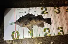 青森市内でメバリング！早春のライトゲームは“春告魚”から…
