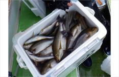 《“旬魚”が大漁!》イサキ&アジ、数、型、白子、全て絶好調!! 勝山【利八丸】
