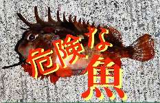 【触っちゃだめ！】釣り人が出会った危険な魚まとめ［その１］