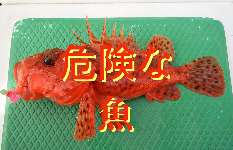 【触っちゃだめ！】釣り人が出会った危険な魚まとめ［その２］