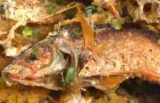 【人気タレント】が沖縄の県魚を釣って、泳がせて、丸かじり！