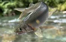【アユ釣り女子】天然ウナギをたらふく食べ、清流に癒される