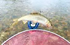 【穴場発見！】人が少なくアユが釣れる川、食味も絶品！！