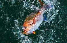シンプルなタックルでビッグファイト！秋に向けて期待大！！日立沖のマダイ！茨城県日立久慈港『弘漁丸』