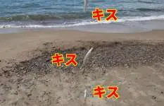 日本海の砂浜でキスが鈴なりに！例年厳しい9月も好調をキープ！？【青森県・五所川原】