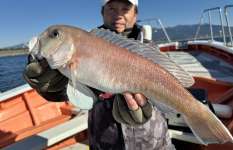 【幻の魚じゃないの!?】今季の田子の浦沖はシロアマダイ・パラダイス♪静岡県田子の浦港『鶴丸』