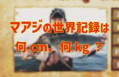 マアジの世界記録って何cm、何kg？