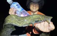 ウナギと最高級ナマズをペットボトルで狙ってみた【琵琶湖】