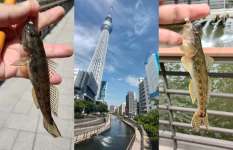 シーズン開幕を迎えたハゼ釣り〝有名観光地〟のそばでハゼ釣りを楽しむ