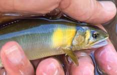 【圧巻】鮎釣り師の心を満たす滋賀県安曇川!どこもかしこもアユ!アユ!アユ!