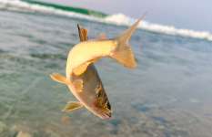 海と鮎!?カモメ飛ぶオーシャンビューの釣り場で海産天然を狙う!【富山県小川】