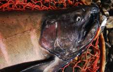 【期間限定の超希少魚】紅葉に染まる秋の渓流で“秋鱒”を狙う！！
