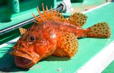 小田原沖オニカサゴ良型揃う！ゲストに高級魚も浮上！？神奈川県小田原早川港『坂口丸』
