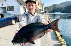 【メジナの白子】西伊豆安良里のメジナ釣りで旬を味わう