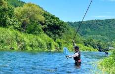 【福井県九頭竜→滋賀県安曇川】鮎釣りハシゴ！今年は〝一味違う〟と評判の良型鮎に会いに行く！