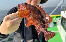 東京湾・カサゴのお手軽“時短”乗合、 釣果も味覚も大満足！神奈川県金沢八景『新修丸』