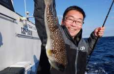 【数型とも好調！】千葉県外房・大原のショウサイフグ、大型活発！初心者もOK！！千葉県大原港『敷嶋丸』