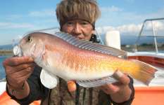 【もはや幻ではない！】近年好調のシロアマダイ＆大型のアカアマダイを狙いに駿河湾へ！静岡県田子の浦港『鶴丸』