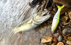 ≪メディア初？≫ビッグベイトで日本のサーモンフィッシングに挑戦！【新潟県五十嵐川】