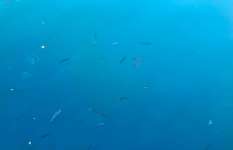 【大型高級魚が足下にウヨウヨ】和歌山県串本の天然水族館でライトゲームを堪能！どこを見ても魚、魚、魚！