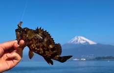 絶景！富士見釣り！春目前の沼津でライトゲーム！