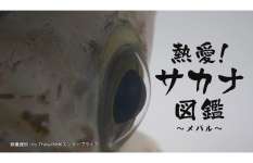 「求愛活動」「上下関係」「尿の研究」〝メバル好き〟に刺さる偏愛番組を強くおすすめしたい！