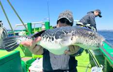 【超高級魚】東京湾トラフグ釣り最前線、春のXデーを狙う！千葉県浦安『船宿 吉野屋』