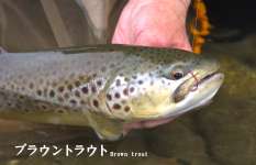 釣りの原点ここにあり！「のべ竿」で挑む大河川の巨鱒！