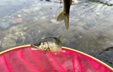 【鮎釣り】一足先に解禁した秩父荒川、上流で入れ掛かり！