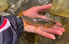 釣り人も鮎も熱気弾ける！九頭竜川ではチビ鮎もデカ鮎も夏まっしぐら！