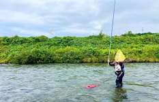 秋の長雨！糸魚川市海川は「引き水」マジックで強烈天然鮎の入れ掛かり！