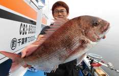 千葉県・富浦沖の乗っ込みマダイ、まだ間に合う！？