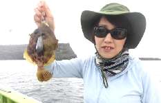 千葉県・内房、勝山沖のカワハギ、元気に開幕！