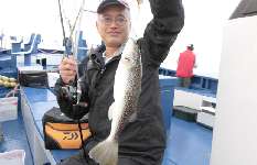 千葉県・大原沖のショウサイフグ、良型揃いで絶好調！！