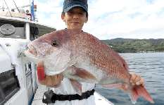 静岡県・沼津久料のマダイ、大型交じりで絶好調！
