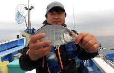 千葉県・洲崎沖“カイワリ五目”、 美味しい魚が目白押し！
